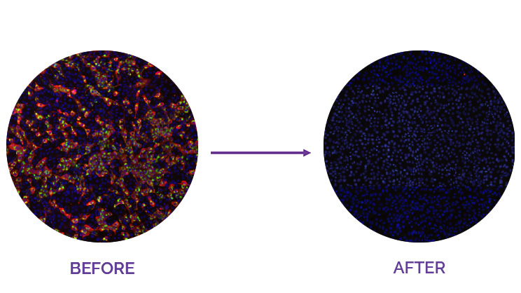 Infected surface before and after UVC illumination.